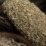 Sagrada Madre Sahumitos smudge Sauge blanche